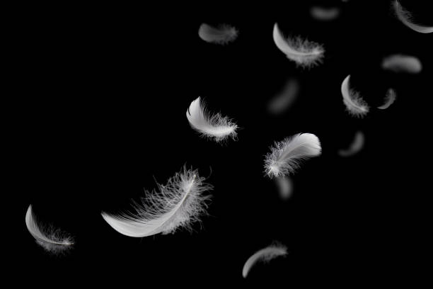 istock Feather abstract freedom concept. Light fluffy a white feathers floating in the dark. Black background. 1270953133