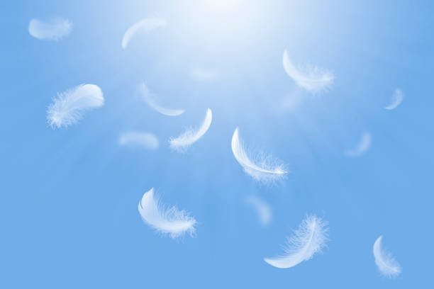 Feather abstract freedom concept. Light fluffy a white feathers falling down on a blue sky.