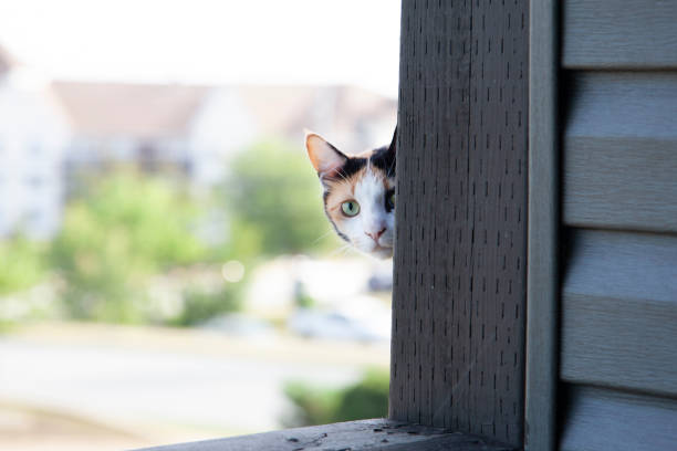 a curious kitty peeks its head around the corner of a building