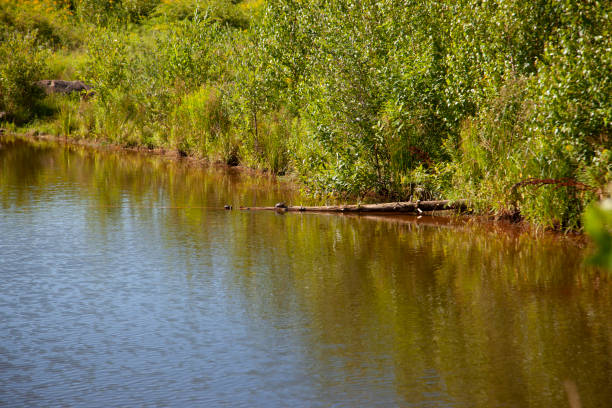 a human made pond with a branch and little turtles in the sun