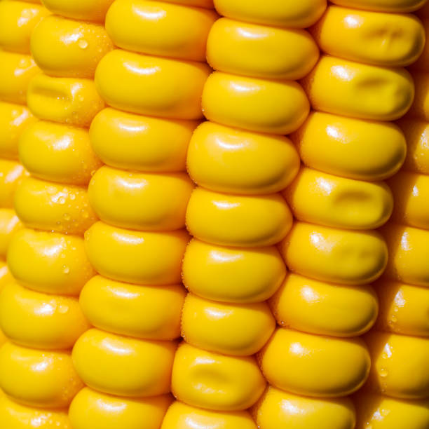grains de maïs sur le tir macro d’épi, gros plan - corn on the cob macro corn crop freshness photos et images de collection