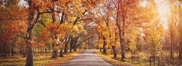 istock Alley in autumn 1270954887