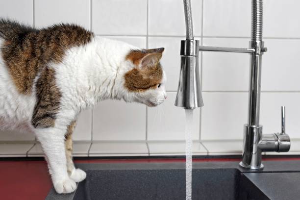 istock Thirsty tabby cat looking curious to running water from sink faucet. 1270955462