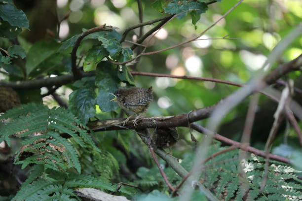 istock Eurasian wren (Troglodytes troglodytes) chick waiting for food 1270955681