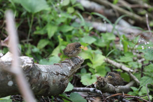 istock Eurasian wren (Troglodytes troglodytes) chick waiting for food 1270955833