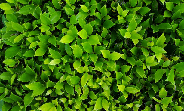 istock Green leaves for background 1270956025