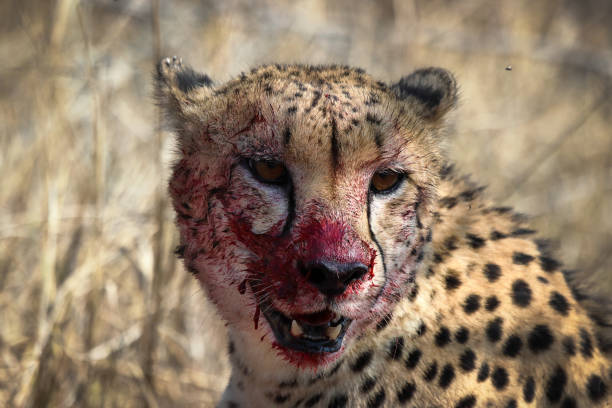 Cheetah covered in blood stock photo