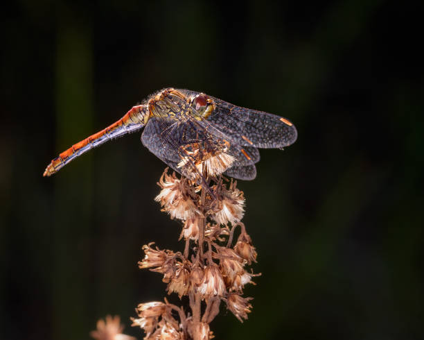 istock Dragonfly sitting on a branch, close-up 1270956658
