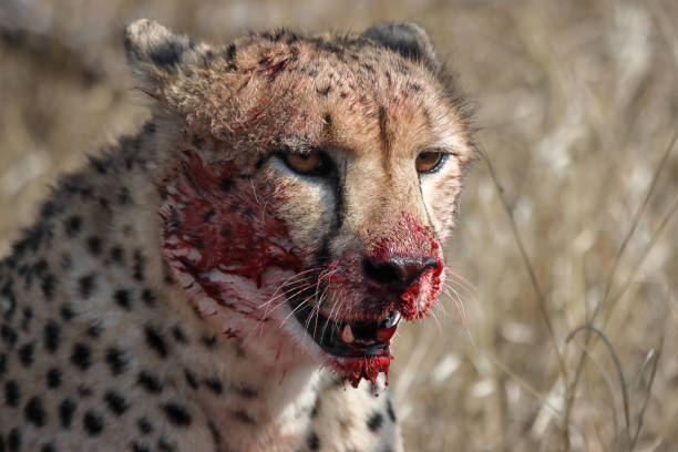Cheetah after a kill stock photo