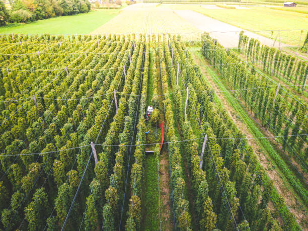 istock Harvesting a hops field is a two man job 1270956921
