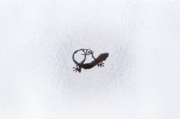 Silhouette image of a gecko lizard through the glass, on white background.