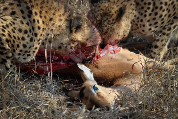 Cheetah kill stock photo