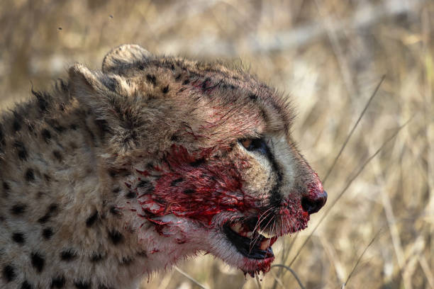 Cheetah after a kill stock photo