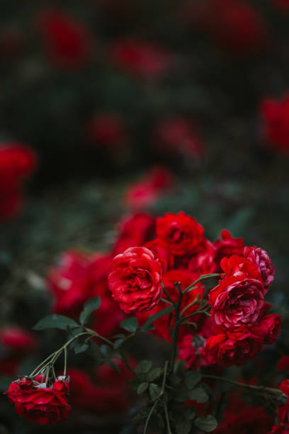 istock Roses in the morning 1270958108