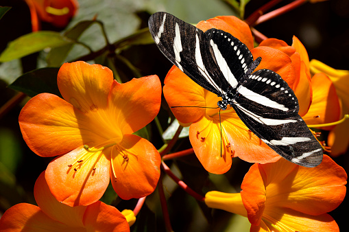 Zebra Longwing Butterfly Latin name Heliconius charitonius on Tropical Rhododendron simbu sunset flowers