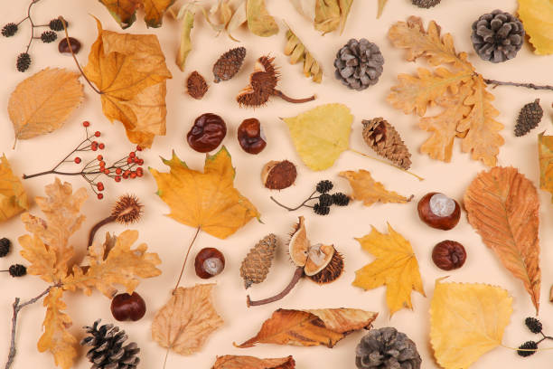 istock Autumn background with dry leaves, chestnuts, cones and berries. 1270959748
