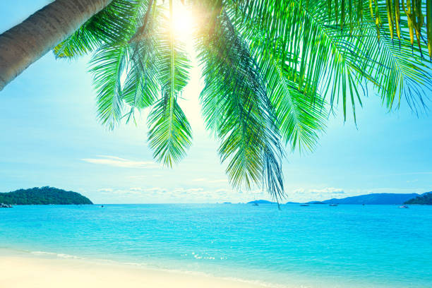 Coconut palm trees among the  blue sky and beautiful tropical beach in Koh Lipe, Thailand. stock photo