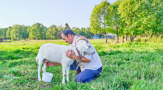 Rural scene. A senior asian man in a white shirt milks a white goat on a meadow in a Siberian village, Russia. Banner