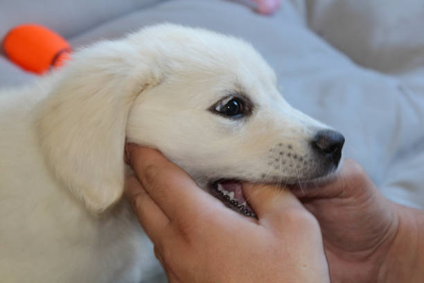 istock Playful Golden Retriever Puppy 1270961709