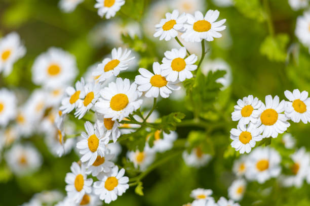 istock Beautiful Daisy Flowers in Summer 1270961856