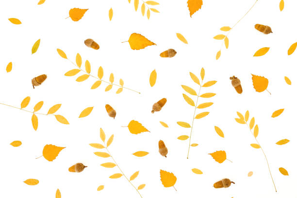 istock Autumnal pattern made of fall leaves on white background. Flat lay, top view. Thanksgiving day. 1270962940