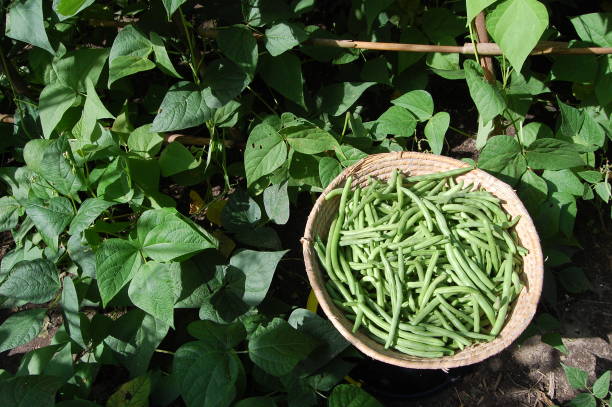 Close up on a bowl filled with green beans that have just been picked.
