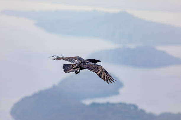 istock Flying Bird, Conic Hill, Scotland 1270964378