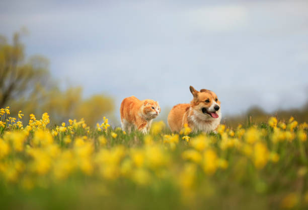 naturalne tło z kotem i psem spaceru razem na żółte kwiaty pierwiosnki na może słoneczna łąka - sunny cheerful close up outdoors zdjęcia i obrazy z banku zdjęć
