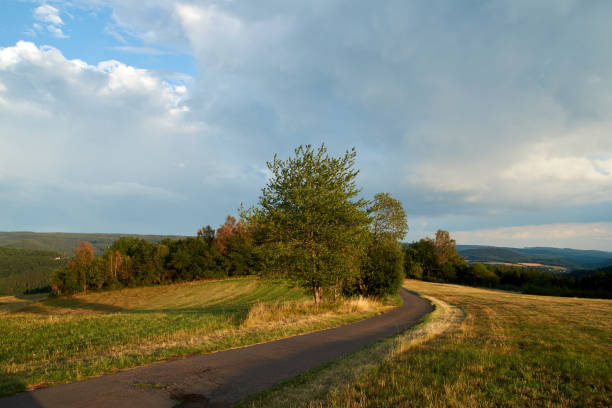 istock Bright fresh wild path in vertical tall forest in Poland on a sunny day in summer. 1270964600