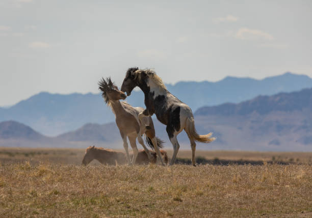istock Wild Horse Stallions Fighting 1270964884
