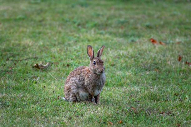 istock City bunny being alert while eating grass in Wolfsburg 1270965812