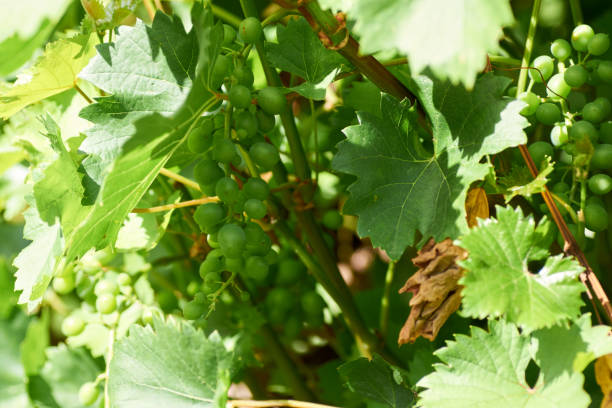 istock Wine grapes hanging on a bush in a sunny beautiful day 1270966234