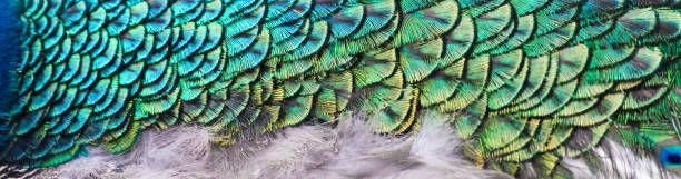 istock Patterns and colors of peacock feathers 1270967039