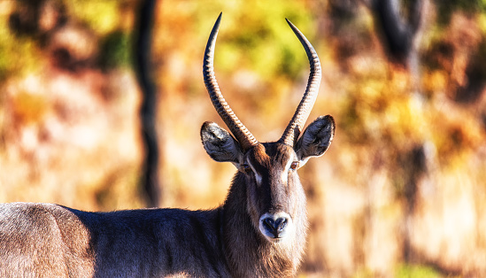 Topi antelope Damaliscus lunatus, Kenya. An antelope stands on the green grass in the African savannah.
