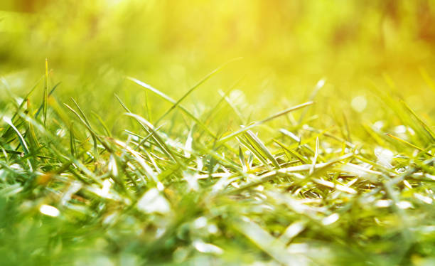 istock Green grass on summer field, close up 1270970061