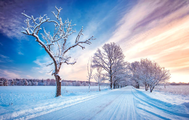 snowy alley in cold winter morning at countryside - activity baltic countries beauty in nature blue imagens e fotografias de stock