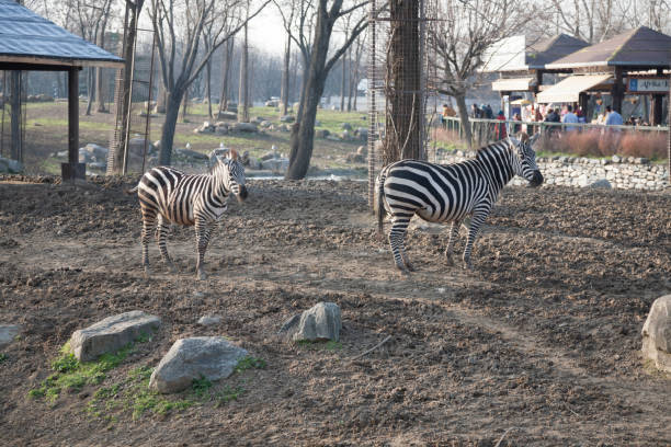 A group of zebras at the zoo in Bursa, Turkey.