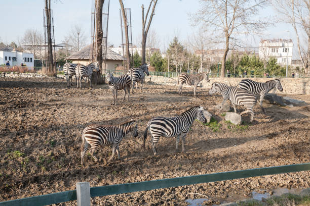 A group of zebras at the zoo in Bursa, Turkey.
