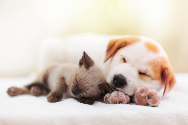 고양이와 개 자고 있습니다. 강아지와 새끼 고양이 수면. - kitten 뉴스 사진 이미지