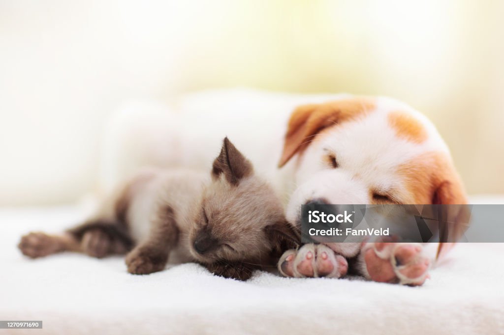 Cat and dog sleeping. Puppy and kitten sleep. Cat and dog sleeping together. Kitten and puppy taking nap. Home pets. Animal care. Love and friendship. Domestic animals. Dog Stock Photo