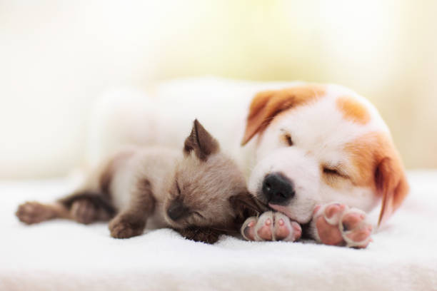 Cat and dog sleeping. Puppy and kitten sleep. Cat and dog sleeping together. Kitten and puppy taking nap. Home pets. Animal care. Love and friendship. Domestic animals. kitten stock pictures, royalty-free photos & images