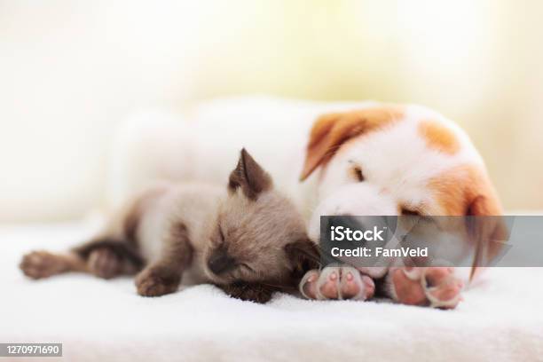 Cat And Dog Sleeping Puppy And Kitten Sleep Stock Photo - Download Image Now - Dog, Domestic Cat, Puppy