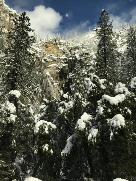 istock Yosemite snow topped trees 1270972633