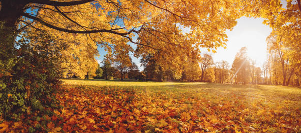 istock Trees with multicolored leaves on the grass in the park 1270972842
