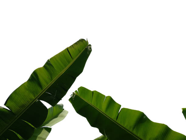 istock Banana leaves isolated on white background 1270972890
