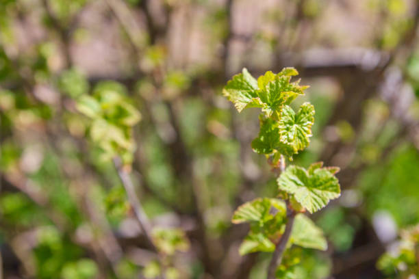 istock Blackcurrant Bush turns green in the spring in the garden 1270973969