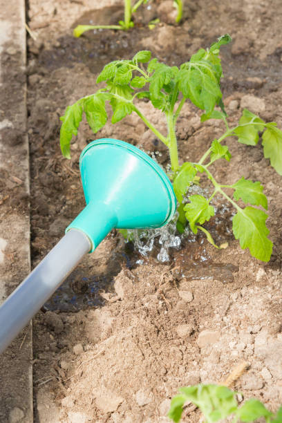 istock Freshly planted tomato seedlings are watered from a watering can 1270974003