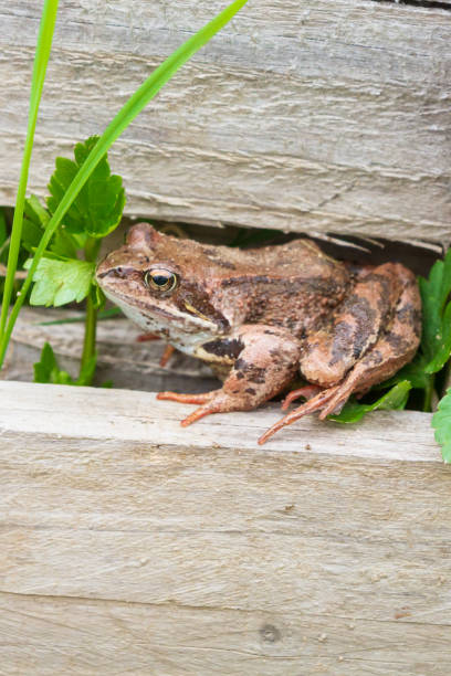 istock Brown spotted frog walks in the garden in summer 1270974052