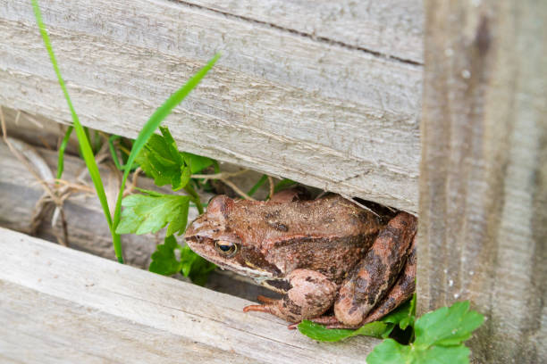 istock Brown spotted frog walks in the garden in summer 1270974094