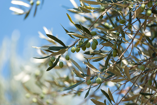 Close up of olives and leaves of an olive tree on a sunny day.